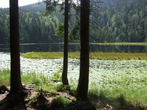 Bayerischer Wald